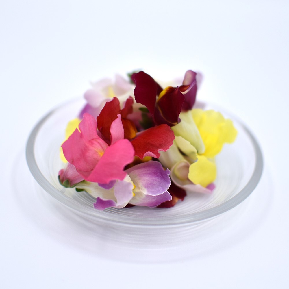 キンギョソウ　ミックス