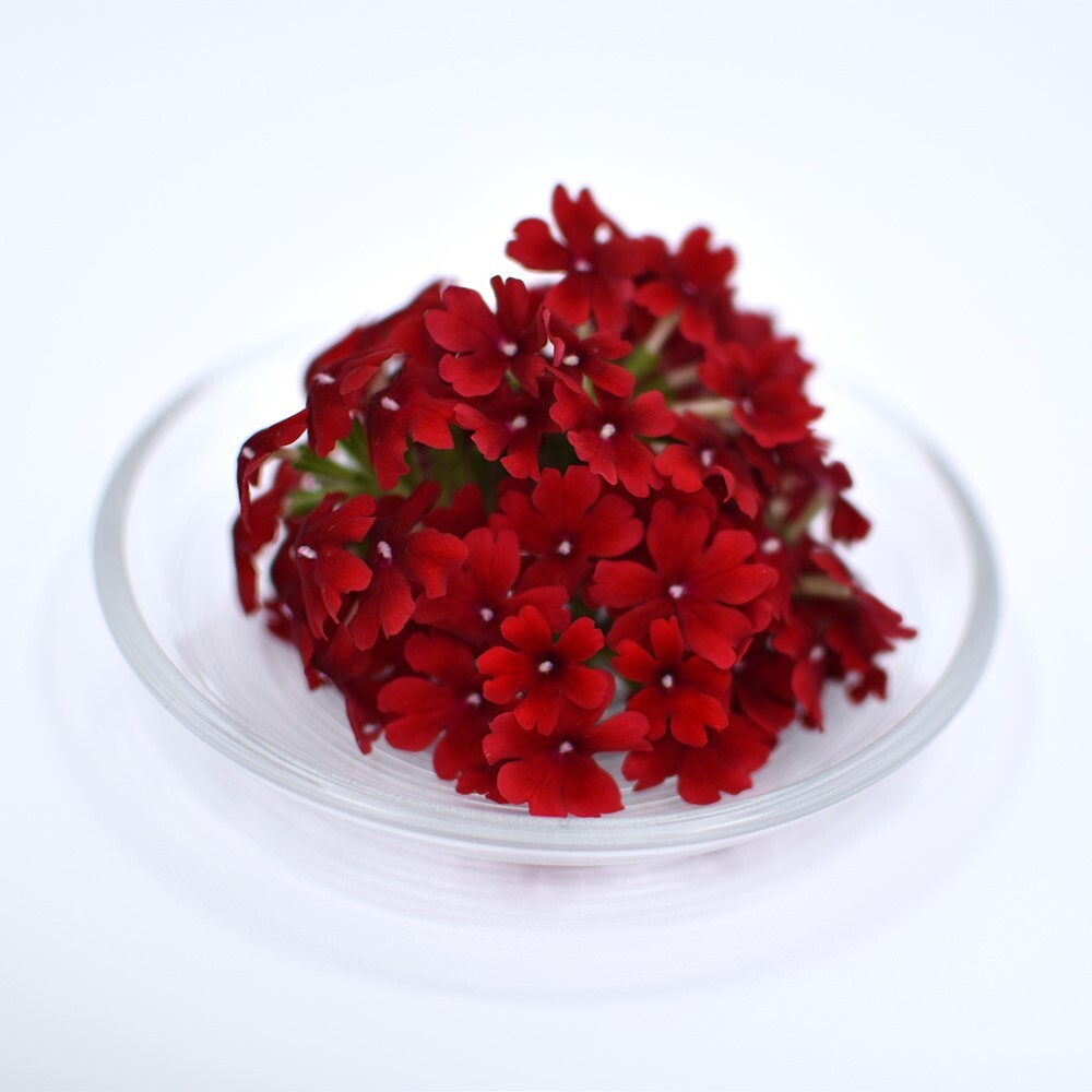 バーベナ　レッド