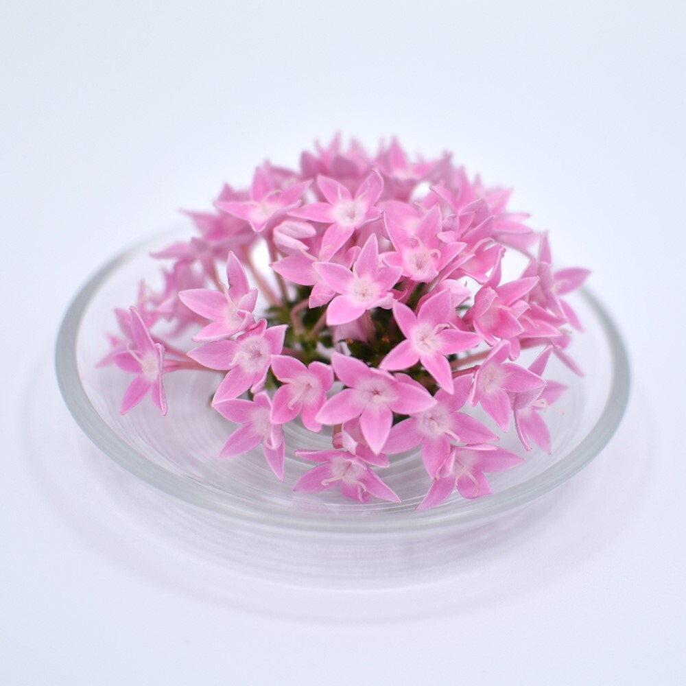 ペンタス　ピンク