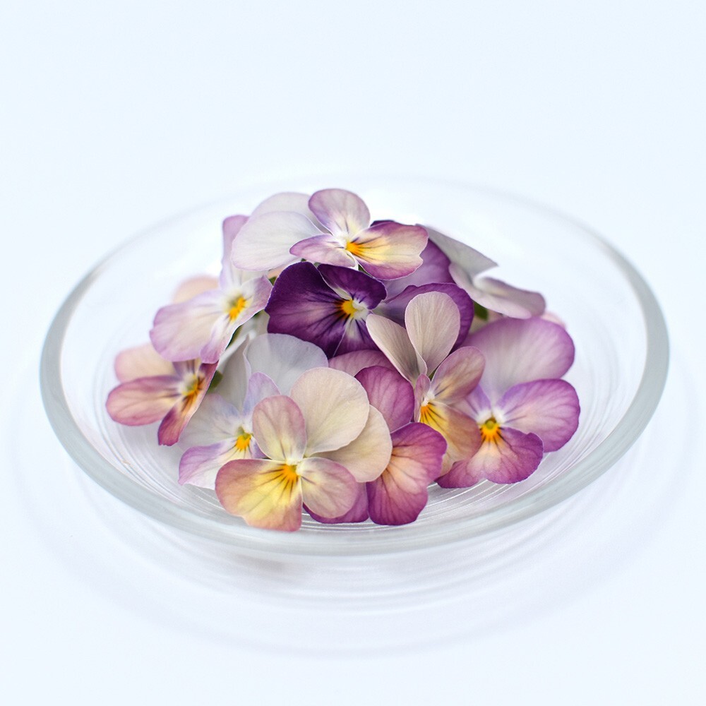 ビオラ　グラデーションピンク