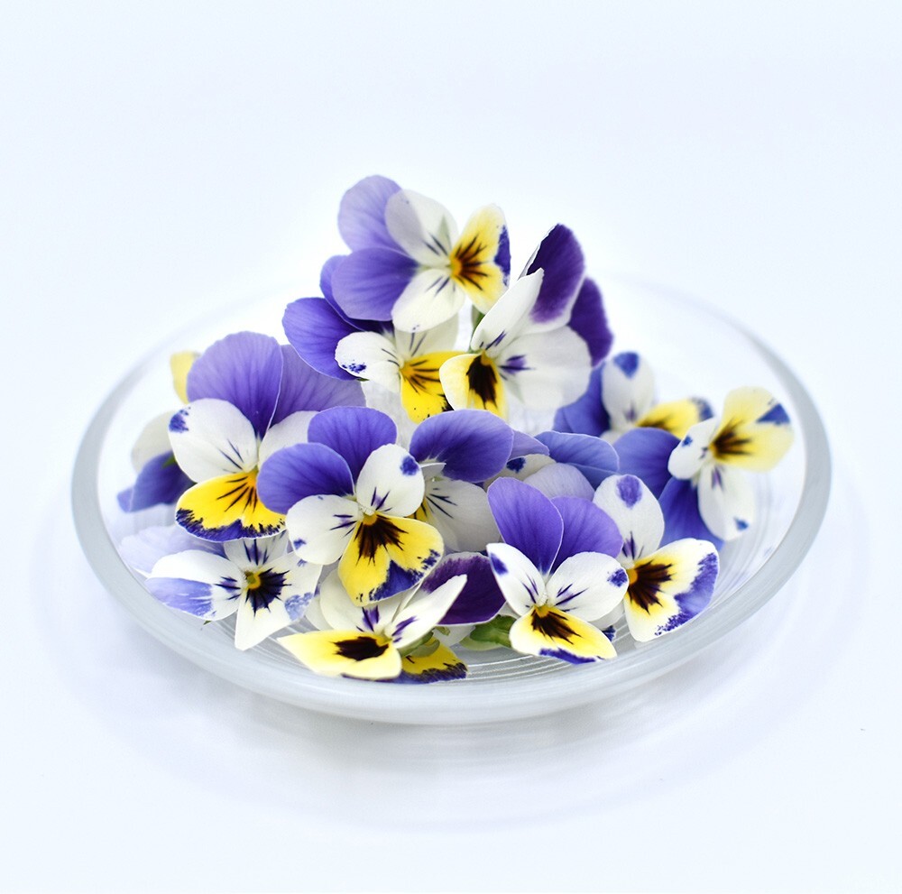 ビオラ　トリカラー