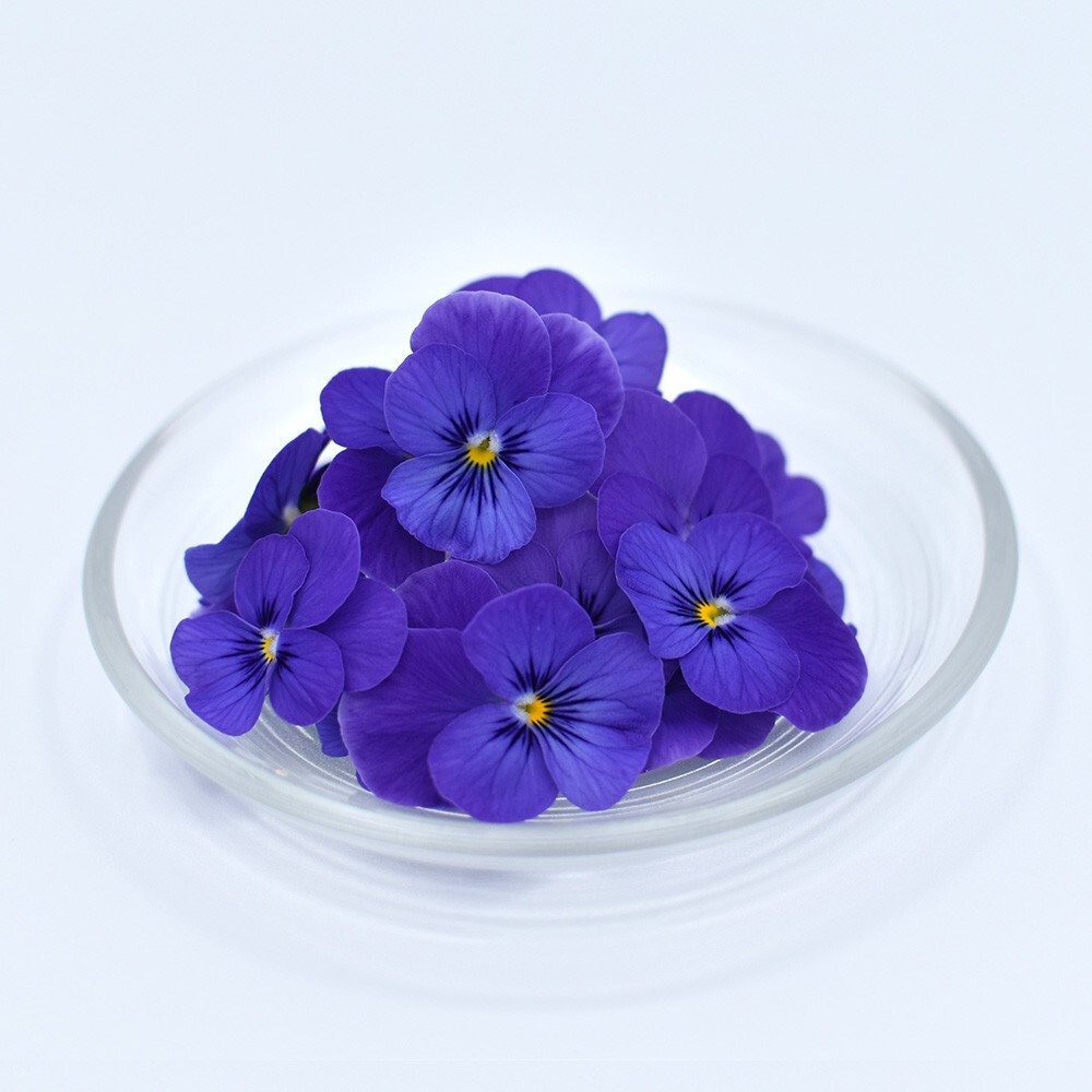 ビオラ　ブルー