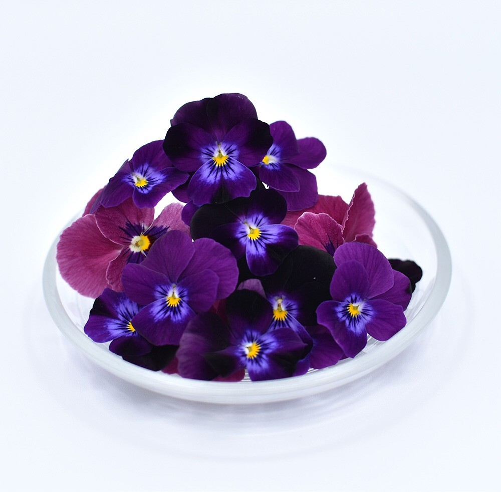 ビオラ　パープル