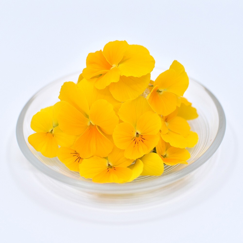 ビオラ　イエロー