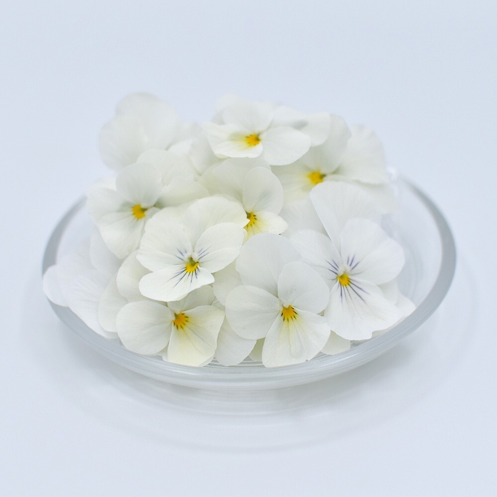 ビオラ　ホワイト