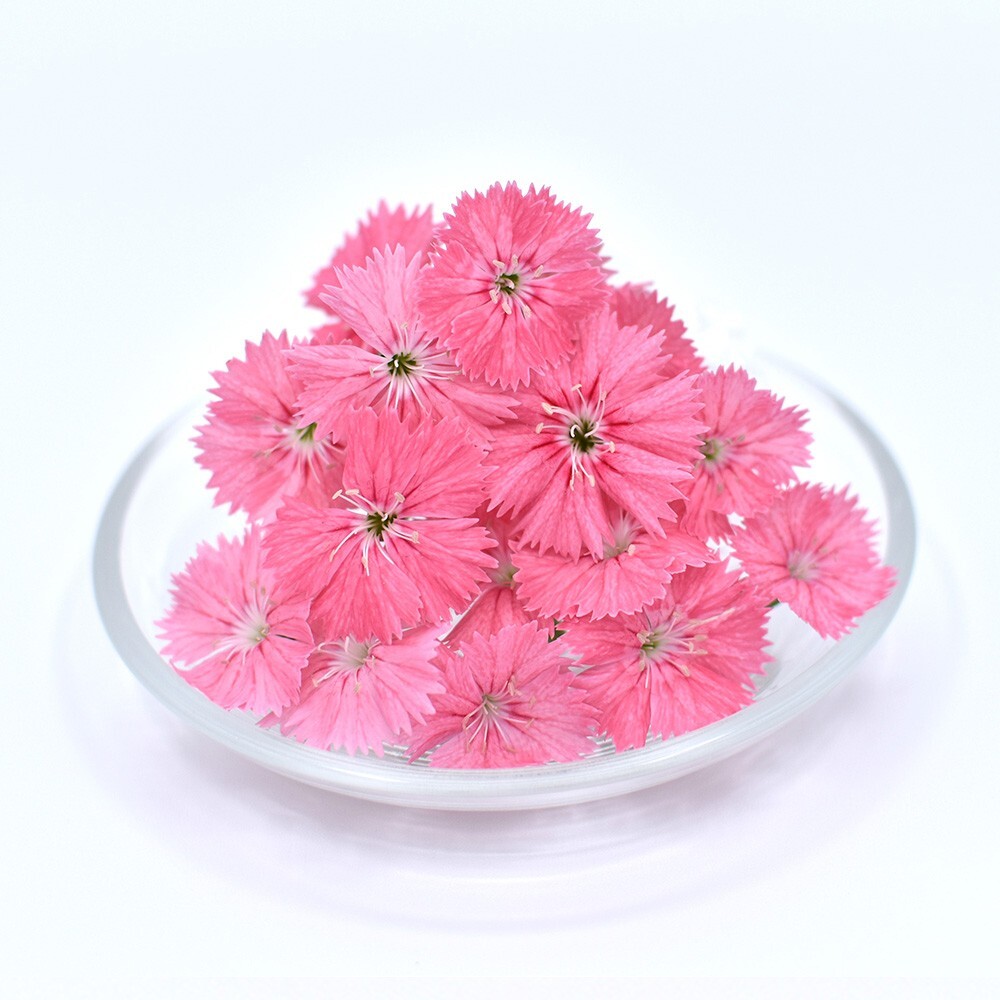 ナデシコ　ピンク