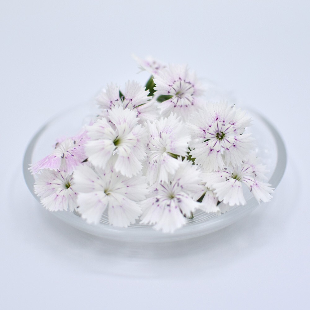 ナデシコ　ホワイト