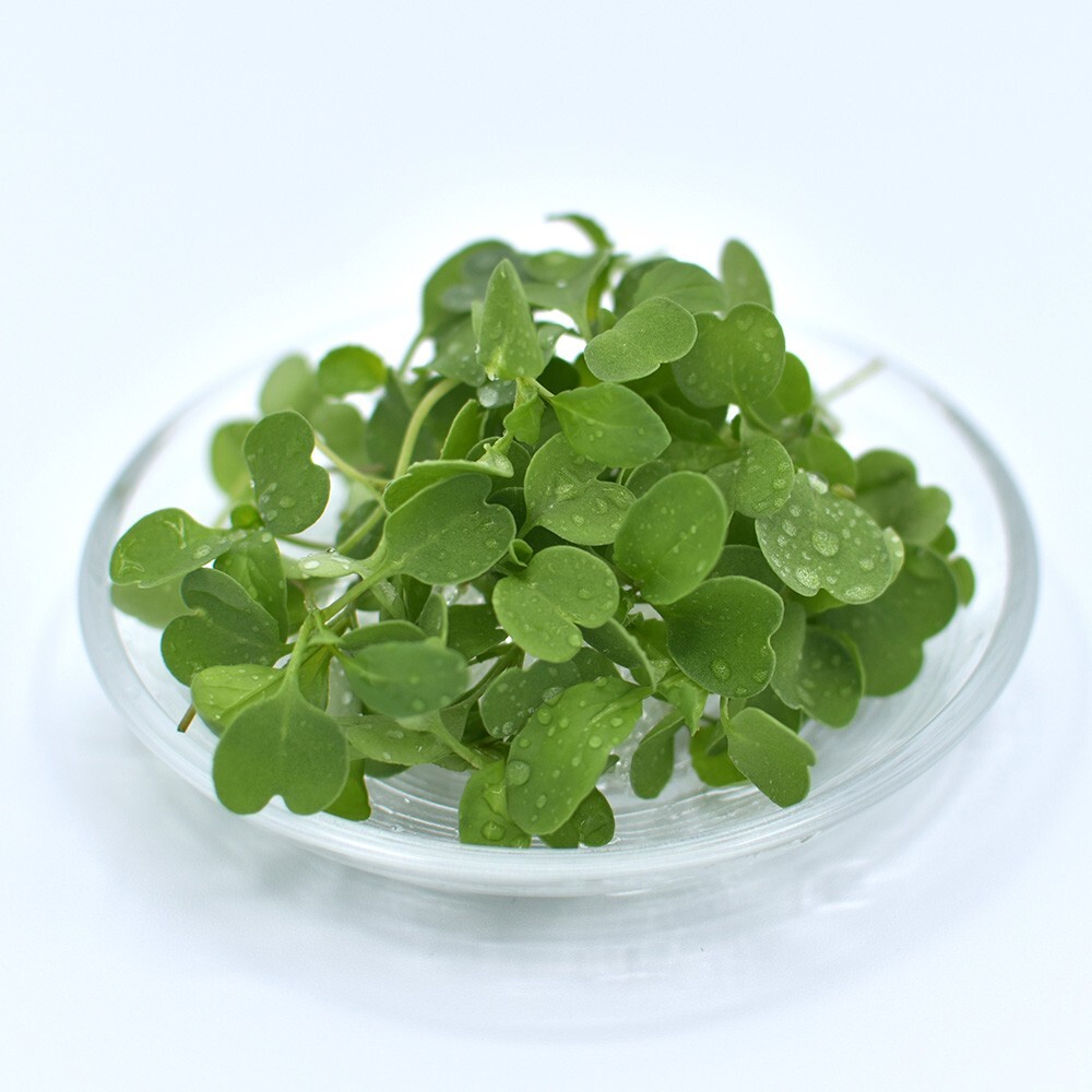 マイクロリーフ　ルッコラ