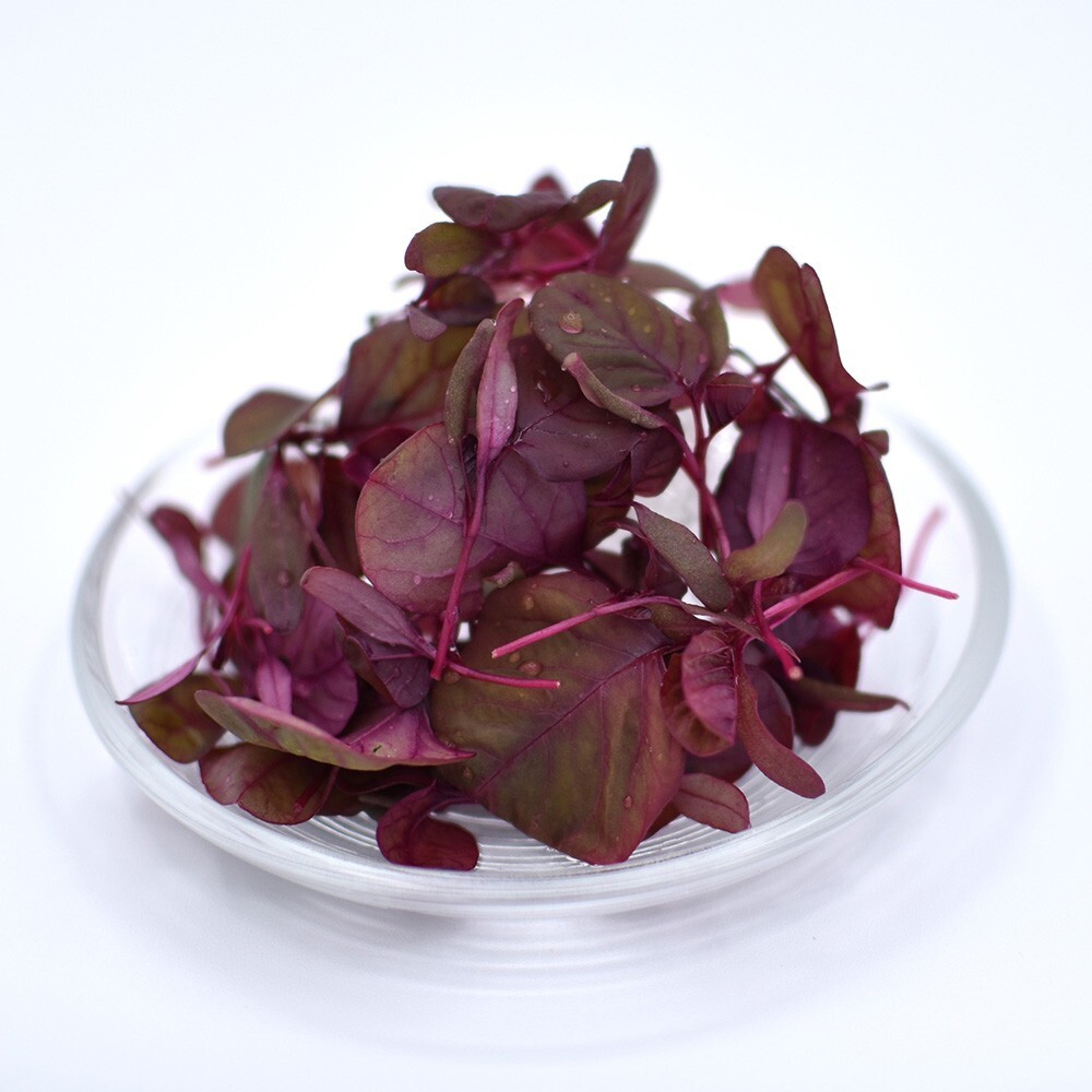 マイクロリーフ　レッドアマランサス