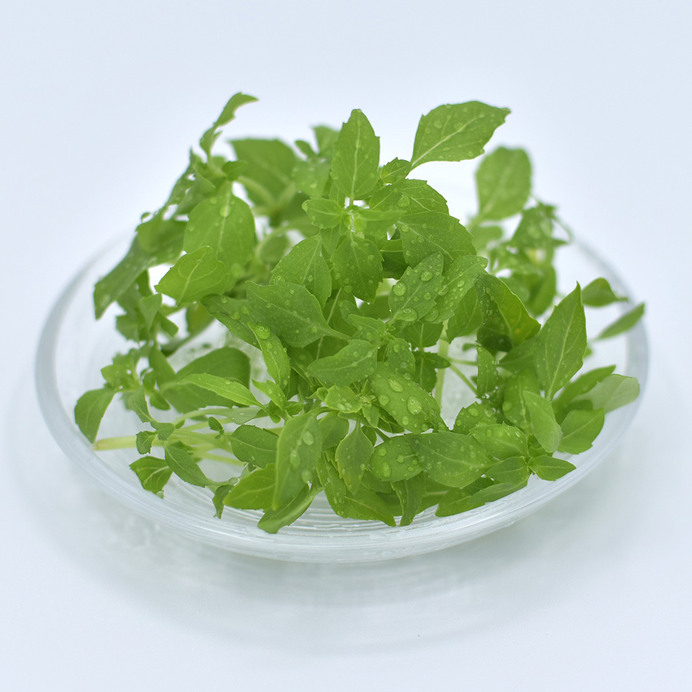 マイクロバジル