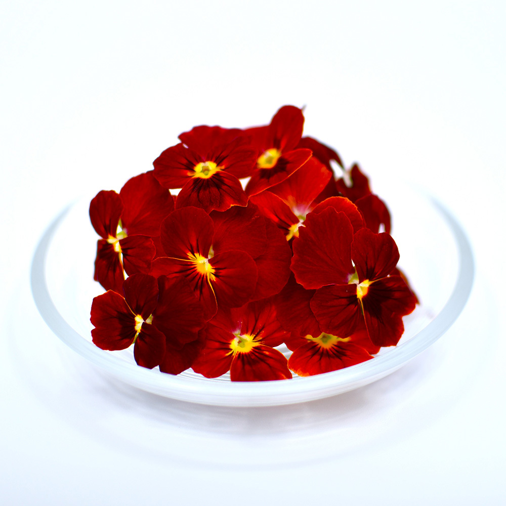 ビオラ　レッド