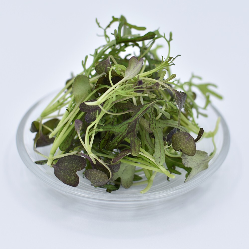 ミニリーフ　ムラサキカラシナ