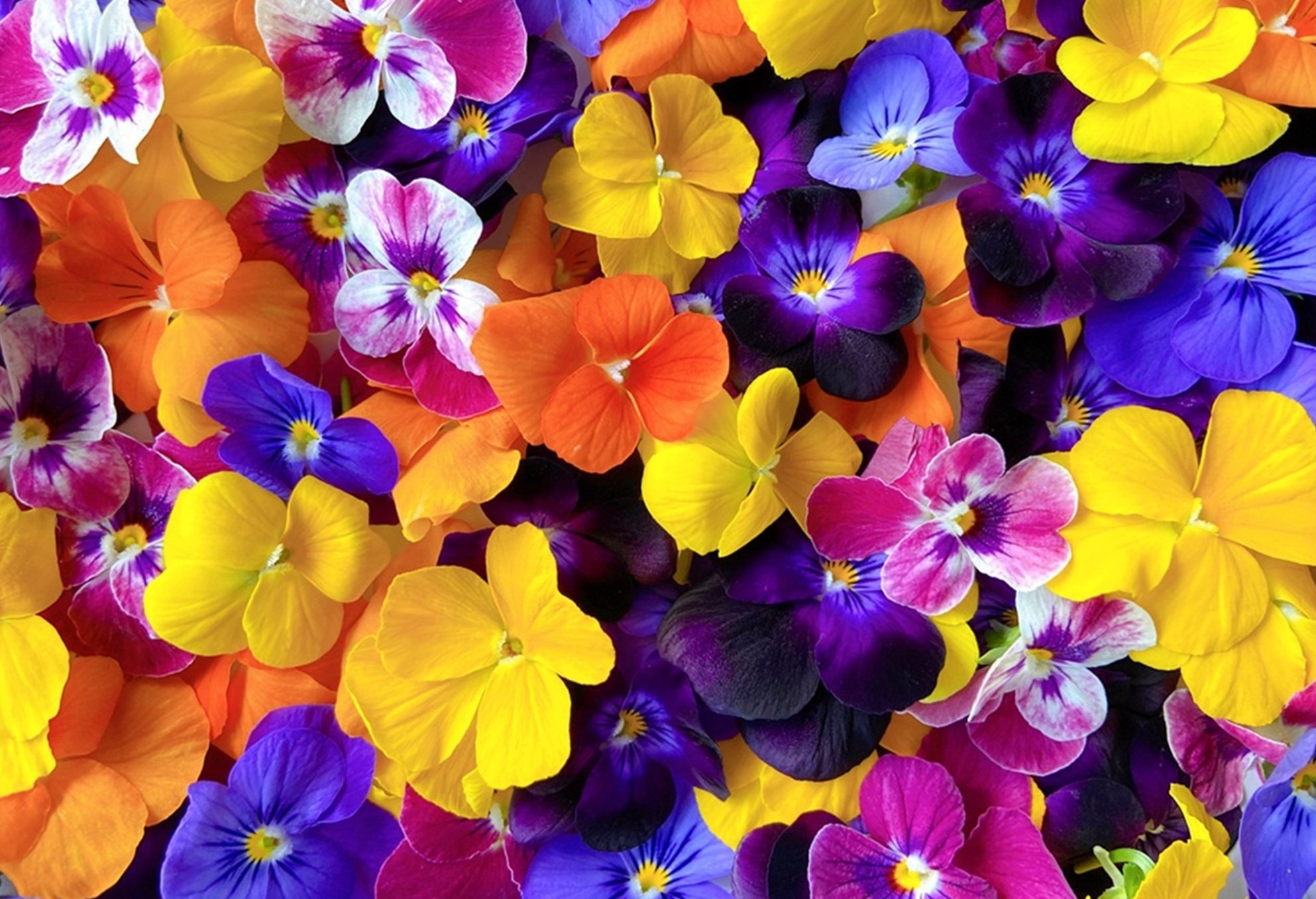 エディブルフラワー